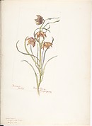 Bronze Bells, Fritillaria atropurpurea