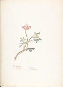 Bi-colored Lupine, Lupinus Striversii