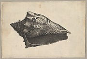 Shell, Voluta ebraea L.