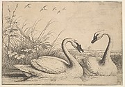 Two Swans