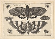 Two Moths and Six Insects, from Butterflies and Insects, Muscarum scarabeorum