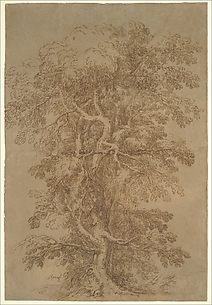A Large Tree