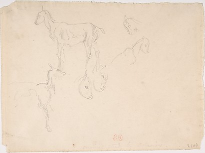 Studies of a Goat