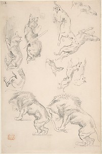 Studies of Animals