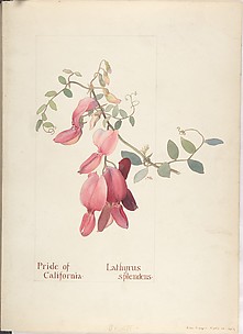 Pride of California, Lathyrus Splendens