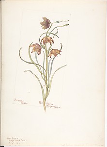 Bronze Bells, Fritillaria atropurpurea