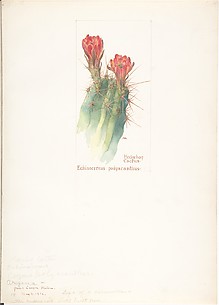 Hedgehog Cactus, Echinocereus polyacanthus