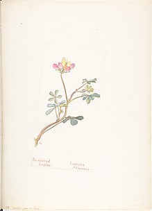 Bi-colored Lupine, Lupinus Striversii