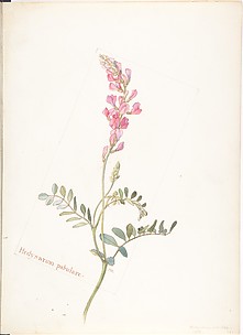 Hedysarum Pabulare