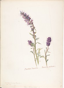 Mountain Phacelia, Phacelia sericea