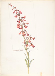 Penstemon Parryi