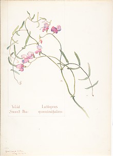 Wild Sweet Pea, Lathyrus graminifolius