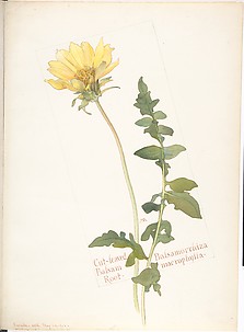 Cut-leaved Balsam Root, Balsamorrhiza macrophylla