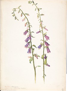 Campanula