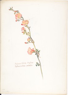 Salmon Globe Mallow, Sphaeralcea pedata
