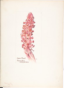 Snow Plant, Sarcodes sanguinea