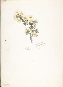 Cliff Rose, Cowania Stansburiana