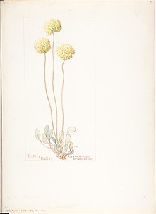 Butter Balls, Eriogonum orthocaulon