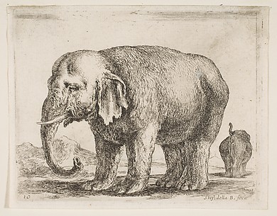 Elephant