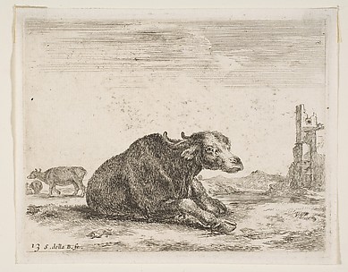 Buffalo Lying Down