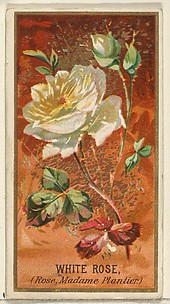 White Rose (Rose, Madame Plantier), from the Flowers series for Old Judge Cigarettes