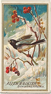 Snow Bird, from the Birds of America series (N4) for Allen & Ginter Cigarettes Brands