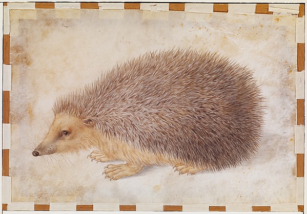A Hedgehog (Erinaceus roumanicus)
