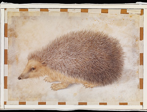 A Hedgehog (Erinaceus roumanicus)