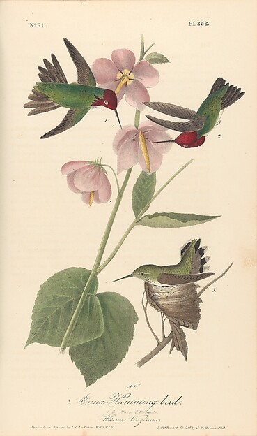 The Birds of America from Drawings Made in the United States