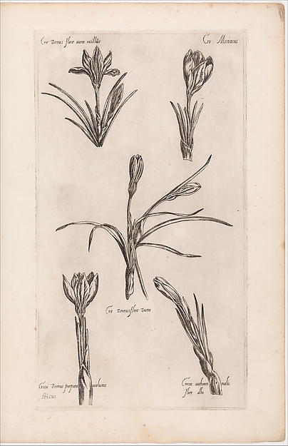Le Jardin du Roy tres Chrestien Henry IV roy de France et de Navare