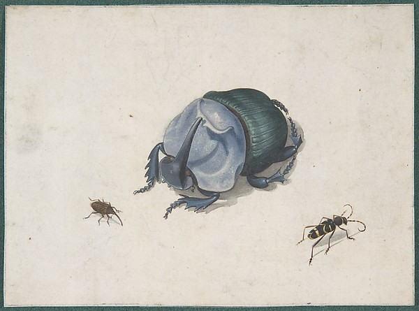 Studies of a Blue Beetle and Insects