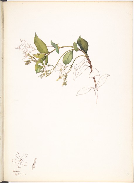 White Jasmine