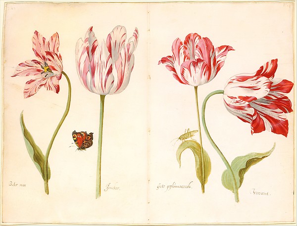 Four Tulips:  Boter man (Butter Man), Joncker (Nobleman), Grote geplumaceerde (The Great Plumed One), and Voorwint (With the Wind)