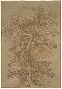 A Large Tree