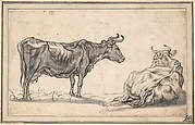 Study of Two Cows