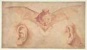 Studies of Two Ears and of a Bat. Below, the motto: FULGET SEMPER VIRTUS