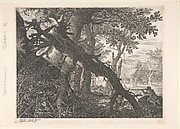 A Forest with a Rabit Hunt