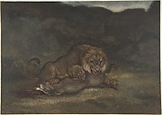 Lion Devouring Prey