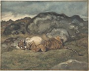 Tiger Rolling on Its Back