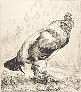 The Old Cock