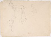 Studies of a Goat