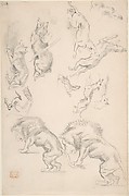 Studies of Animals