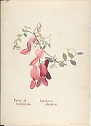 Pride of California, Lathyrus Splendens