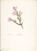 Large Prickly Gilia, Gilia California