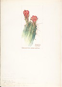 Hedgehog Cactus, Echinocereus polyacanthus