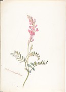 Hedysarum Pabulare