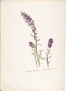 Mountain Phacelia, Phacelia sericea