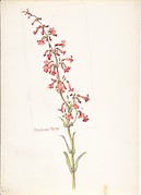 Penstemon Parryi