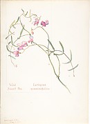 Wild Sweet Pea, Lathyrus graminifolius