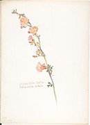 Salmon Globe Mallow, Sphaeralcea pedata